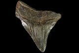 Juvenile Megalodon Tooth - Georgia #115657-1